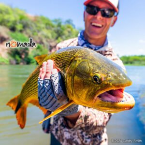 Nomada_Salta_Argentina_Golden_Dorado