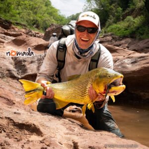 Nomada_Salta_Argentina_Golden_Dorado