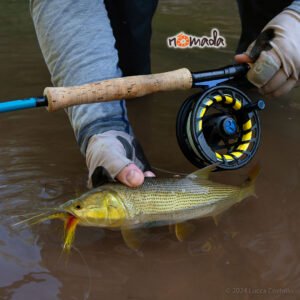 Nomada_Salta_Argentina_Golden_Dorado